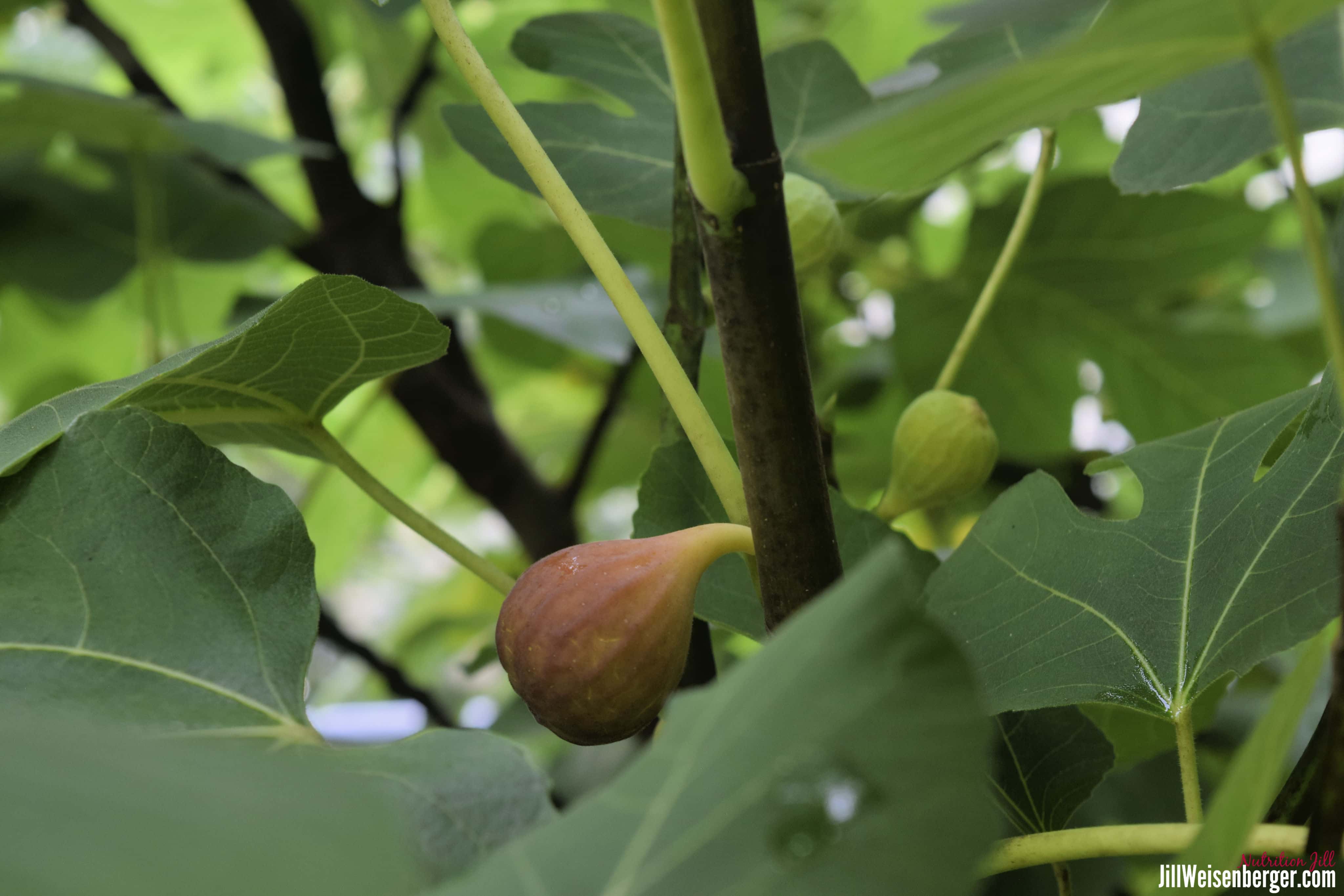 Figs on a fig tree