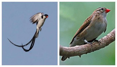 BURUNG JANTAN DAN BURUNG BETINA