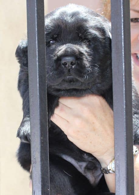 Black Lab Puppy Black Lab Puppy