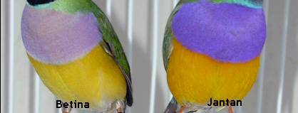 Warna ungu pada bagian dada burung jantan (kanan) tampak berwarna lebih tua dibanding betina yang berwarna lebih muda (kiri)