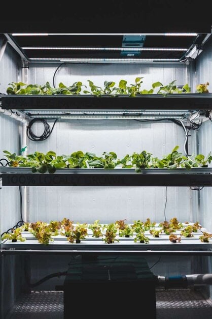 hydroponic garden hydroponic garden