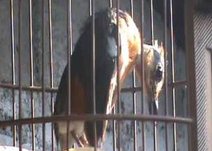 Selama mabung sebaiknya biarkan burung tidak mengeluarkan banyak aktifitas yang mengeluarkan energi