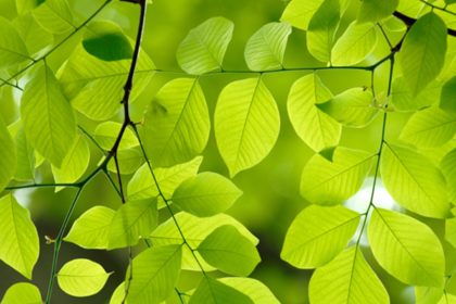 Organic Cleaning Service