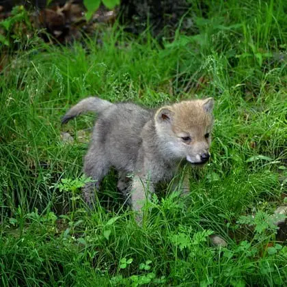 Why do puppies chew dog leashes wolf ancestory chewing survival trait