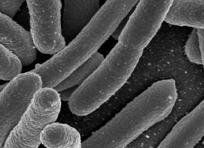 Escherichia Coli Nissle 1917