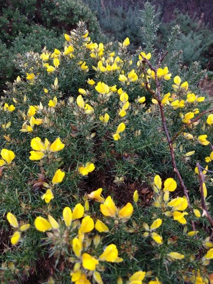 gorse flowers on bush
