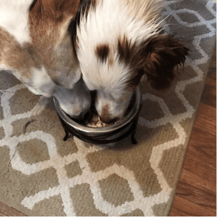 Both dogs eating their food do dogs like NomNomNow