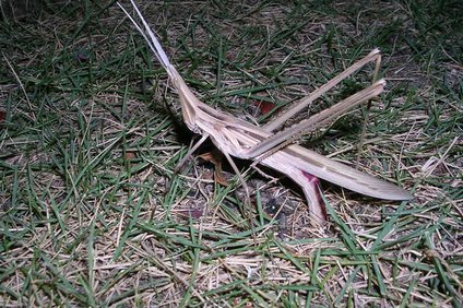 ショウリョウバッタの幼虫の餌は何 成虫になるまでの期間と変態の仕方