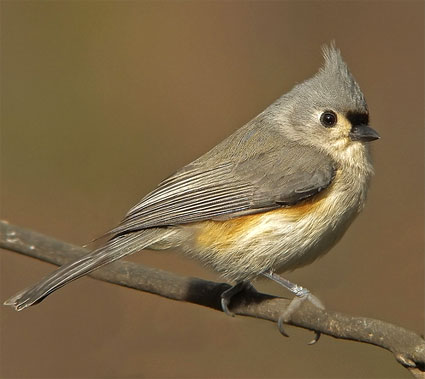 Tufted Titmouse | Baeolophus bicolor