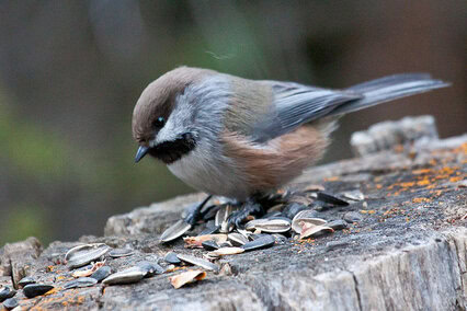 Boreal Chickadee | Poecile hudsonicus