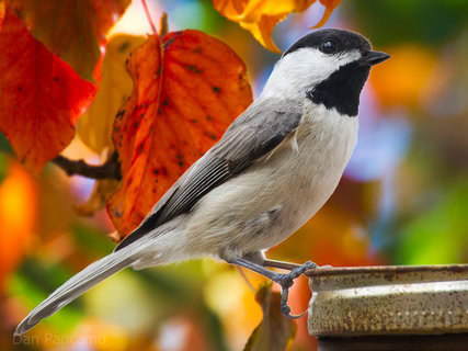 Carolina Chickadee | Poecile carolinensis