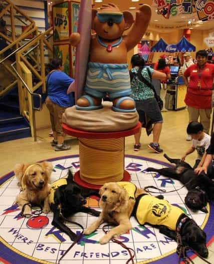 Build A Bear With Guide Dog Pups Build A Bear With Guide Dog Pups