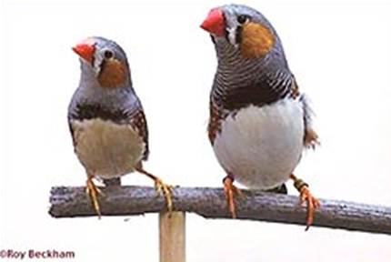 Perbedaan mendasar dari burung zebra finch timor (kiri) dan zebra finch australia tampak dari ukuran tubuhnya