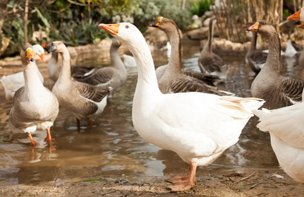 Geschichte der Alarmanlage