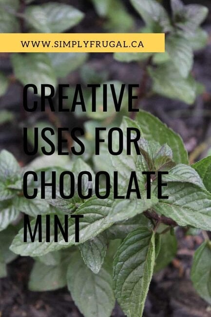 7 Creative Uses for Chocolate Mint