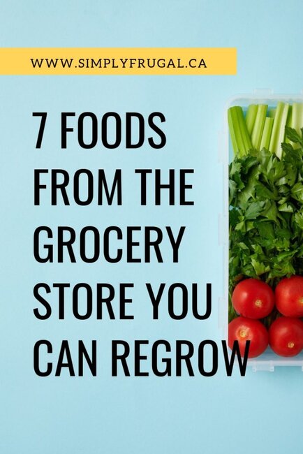 Did you know that many of the scraps from foods you purchase on a regular basis from the grocery store can be regrown in your very own kitchen? Instead of throwing away food scraps, you can start thinking differently about them! Here are 7 foods from the grocery store that you can regrow in the comfort of your home.