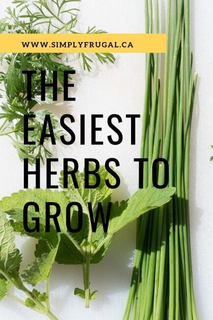 Herbs are great plants to grow in your garden or home. They add flavor to food and leave your home smelling great. Growing your own herbs can be a bit stressful for new gardeners but the truth is some herbs are so easy to grow they make the perfect plants for beginner and not so green thumb gardeners. These are some of the easiest herbs to grow.