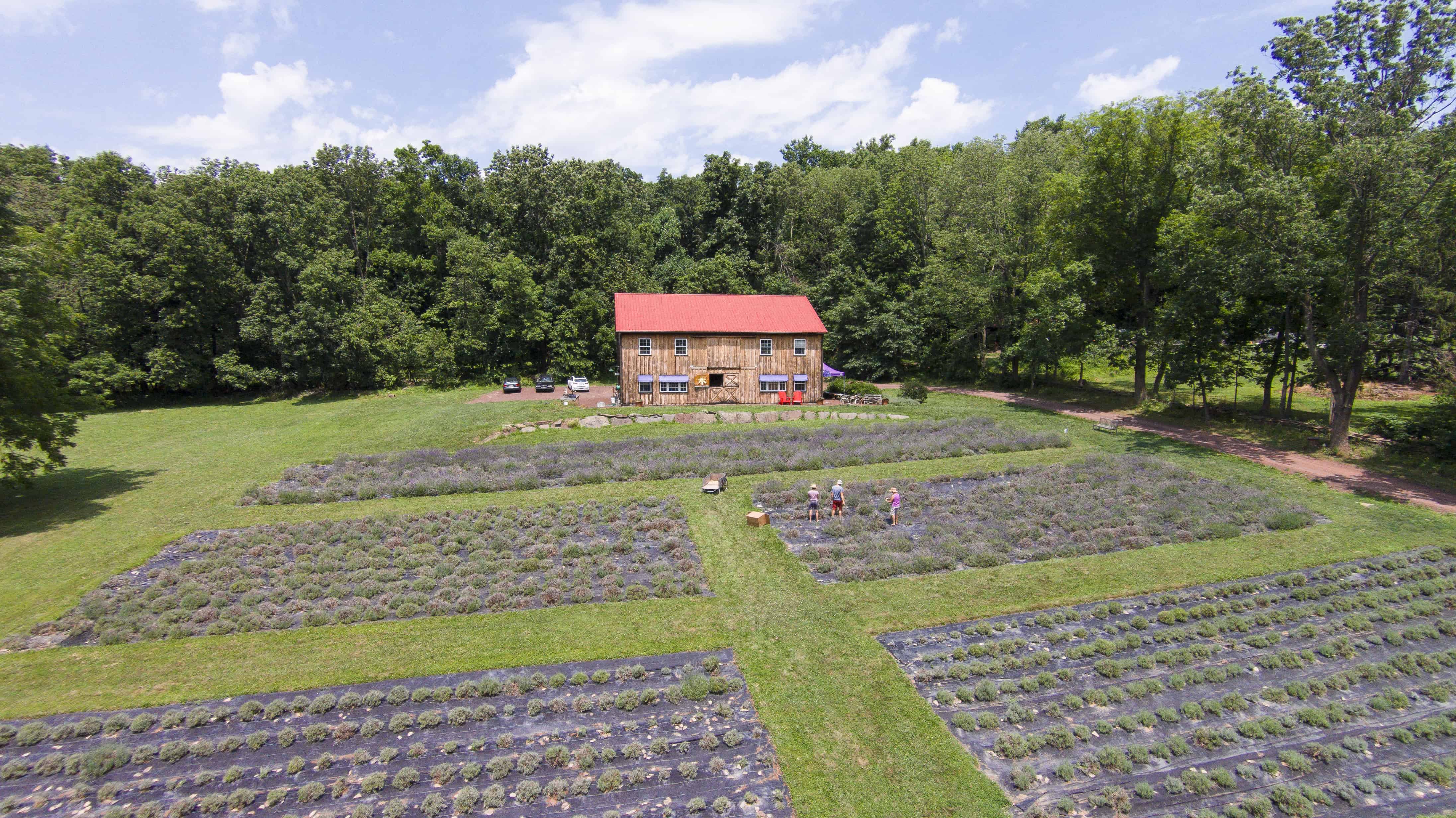 peace-valley-lavender-farm-drone-shot-anthony-sinagoga