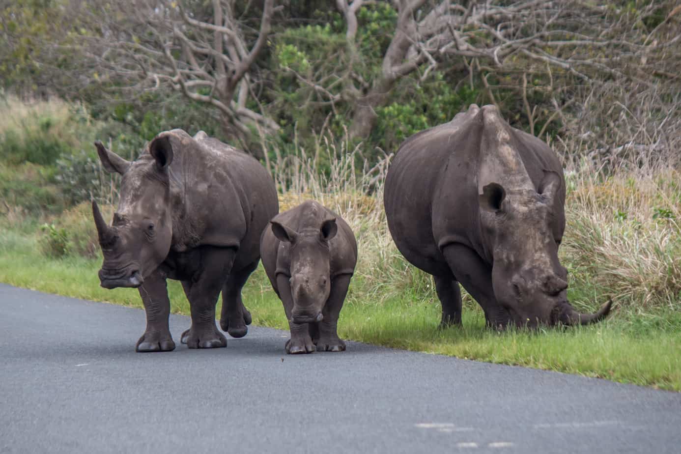 An Old Friend Just Got Murdered White Rhino Family iSimangaliso 1 - An Old Friend Just Got Murdered