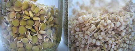 Biji yang mulai muncul tunas-tunas muda