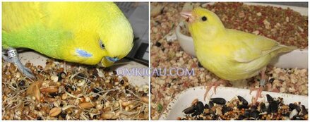 Banyak manfaat yang dihasilkan jika burung diberikan makanan biji bekecambah secara rutin
