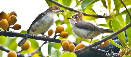 Perenjak batu atau Yuhina Kalimantan ( Yuhina everetti )