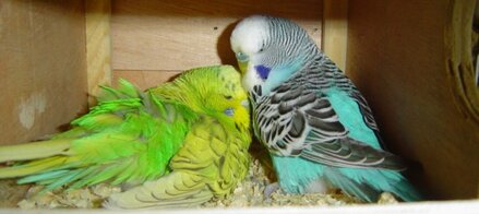 Menangkarkan sepasang burung parkit bisa dilakukan dengan mengenali kondisi burung