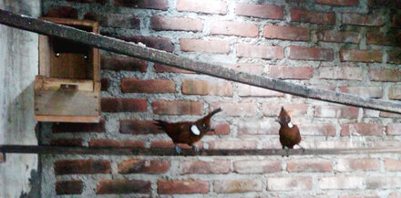 Kotak sarang breeding cililin