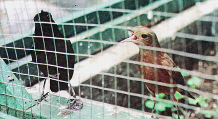 breeding decu