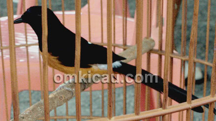 Murai batu Sniper