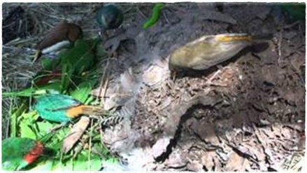 Burung finch yang sedang mamakan rayap