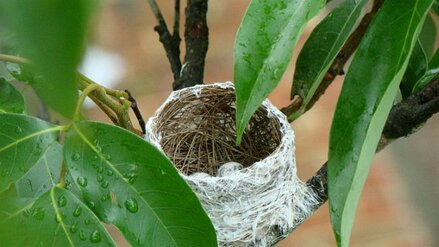 Sarang burung cipo yang berbentuk cangkir dengan telur didalamnya