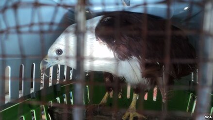 ELang laut yang dijual seorang pedagang di Pasar Depok, Solo