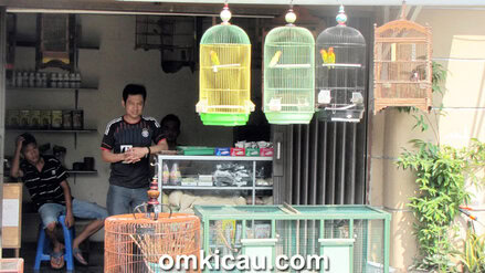 Breeding murai batu Iwan Cisadane BF