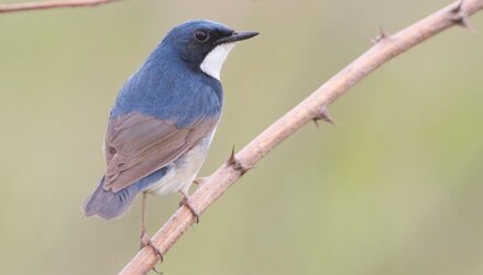 Berkecet Siberia atau Siberian blue robin