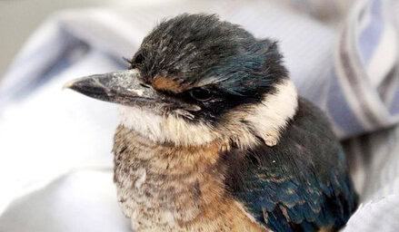 burung pilek