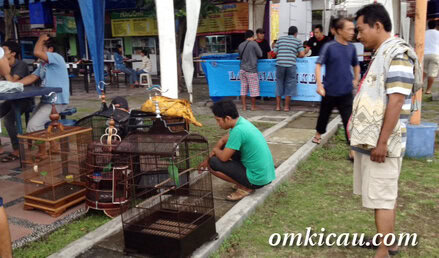 Ngecas bareng cucak hijau