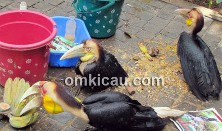 Burung rangkong