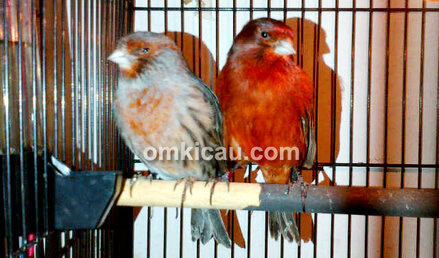Canary Black Red