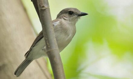 Kemiripan Burung Kancilan Bakau Pelanduk Semak Dan Wergan Jawa Om Kicau