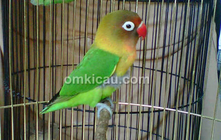 Lovebird Kroax