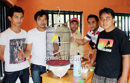 Lovebird Golden Boy