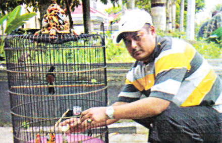 Om Giyono Gembul bersama murai blacktail, Ancaman.