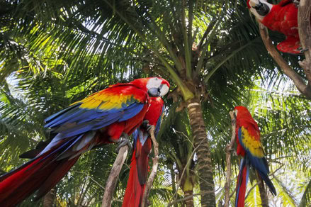 Macaw jenis scarlet