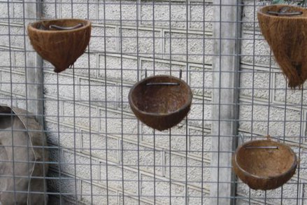 Bentuk sarang dari batok kelapa yang umum digunakan dalam penangkaran kenari dan sejenisnya