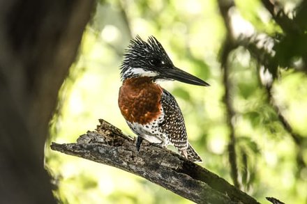 Kingfisher at Sindabezi Island