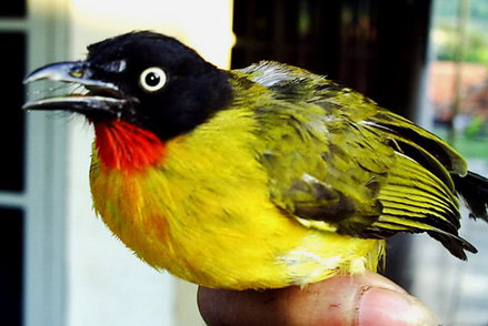 Burung kutilang emas