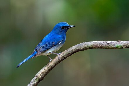 Sikatan hainan ( Cyornis hainana ) yang memiliki kemiripan dengan Sikatan Aceh