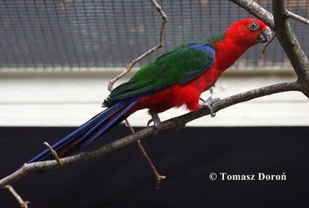 Cantik berwarna-warni dan berpenampilan tenang membuat banyak orang tertarik memeliharanya