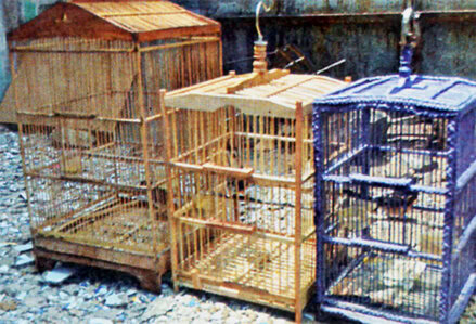 Yadi Suzuki Bird Farm